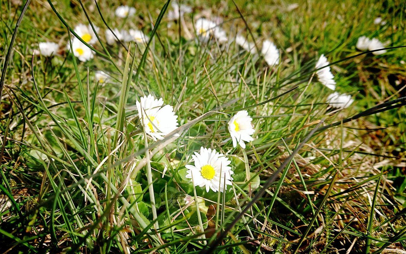 Tusensköna. Arkivbild