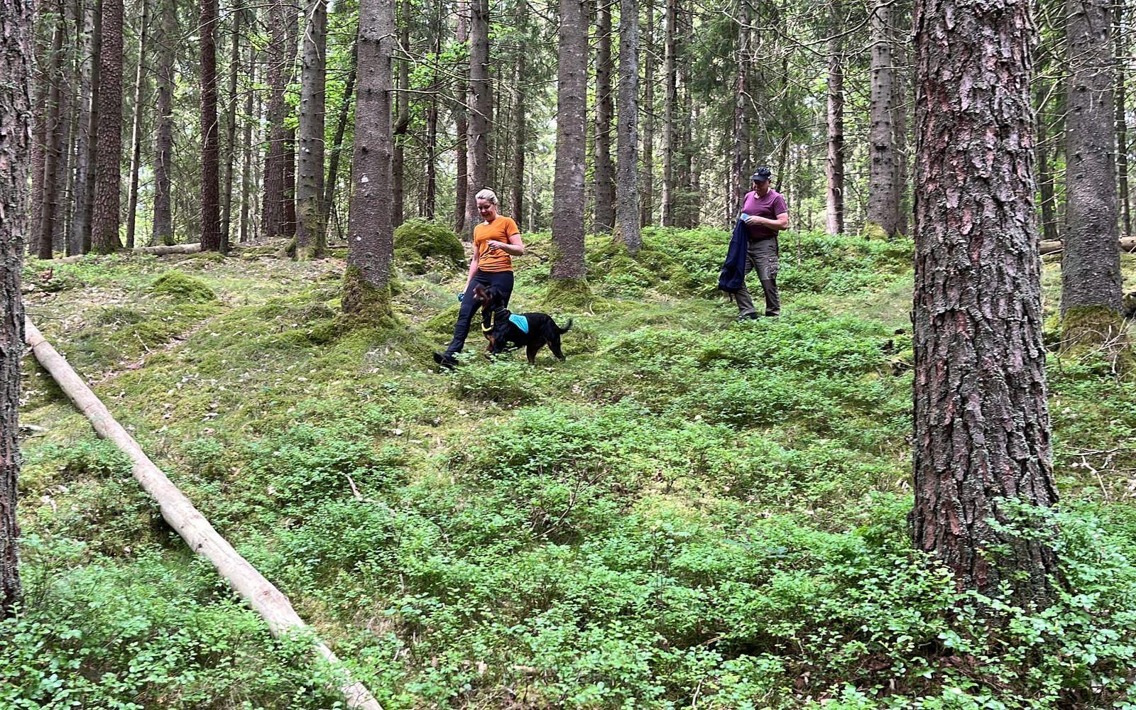 Marks brukshundklubb har träningsläger utanför Örby under midsommar. Hundar. Brukshund. Ett 30-tal ekipage är med och tränar. 