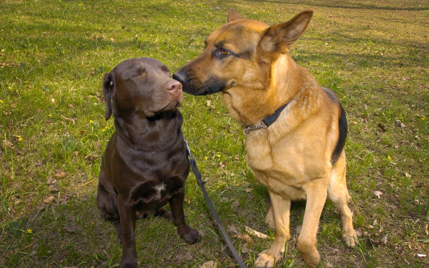 Labradoren och schäfern tillhör båda de vamligaste hundarna i Sverige. 