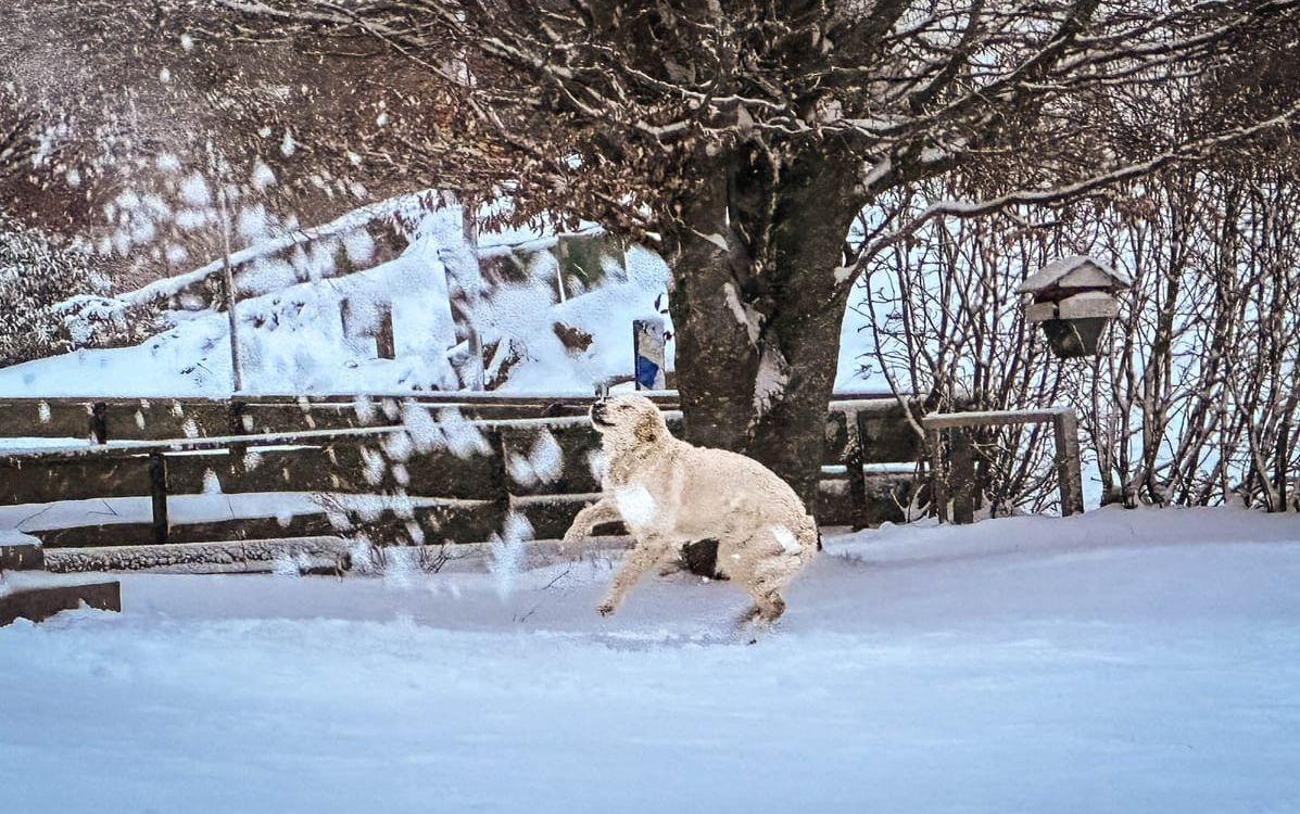 Den här jycken är lycklig över snöfallet och hoppar efter snön husse kastar ut från altanen.